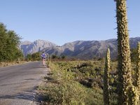 GR, Chania, Platanias, Omalos 1, Saxifraga-Tom Heijnen