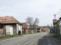 RO, Brasov, Sinca Noua, Sinca Noua 3, Saxifraga-Tom Heijnen