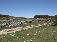 E, Avila, Navarradonda de Gredos 51, Saxifraga-Willem van Kruijsbergen