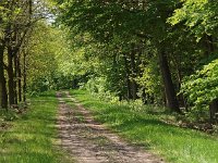 NL, Drenthe, Coevorden, Boswachterij Gees 3, Saxifraga-Hans Dekker