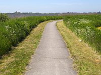 Cycling path along lake in Dutch province Friesland  Cycling path along lake in Dutch province Friesland : sky, outside, outdoor, landscape, rural landscape, countryside, rural scene, non-urban scene, land, Friesland, Frylan, Dutch, Holland, Netherlands, Europe, European, no people, nobody, summer, summertime, spring, springtime, cycling path, cycling, path, lake, reed, relaxation, freetime, horizon, horizon over land