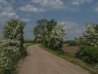 NL, Noord-Brabant, Boxmeer, De Maasheggen 2, Saxifraga-Jan van der Straaten