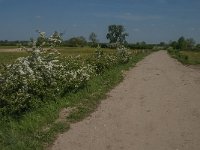 NL, Noord-Brabant, Boxmeer, Koude Oord 4, Saxifraga-Jan van der Straaten