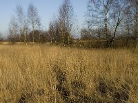 B, Limburg, Lommel, Maatheide, glacial ridge 1, Saxifraga-Jan van der Straaten