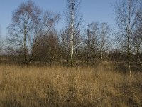 B, Limburg, Lommel, Maatheide, glacial ridge 2, Saxifraga-Jan van der Straaten