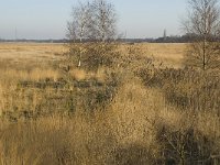 B, Limburg, Lommel, Rietreienloop 7, Saxifraga-Jan van der Straaten