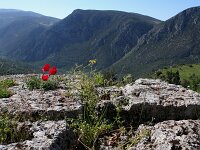 GR, Phocis, Delphi 1, Saxifraga-Kars Veling