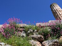 GR, Phocis, Delphi 2, Saxifraga-Kars Veling