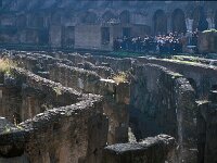 I, Città Metropolitana di Roma Capitale, Roma 16, Saxifraga-Jan van der Straaten