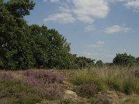 NL, Limburg, Weert, Boshoverheide, grafheuvel 7, Saxifraga-Jan van der Straaten