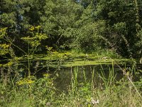 NL, Limburg, Horst aan de Maas, Driehonderd Bunders 2, Saxifraga-Marijke Verhagen