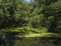 NL, Limburg, Horst aan de Maas, Driehonderd Bunders 3, Saxifraga-Marijke Verhagen