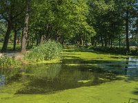 NL, Limburg, Horst aan de Maas, Griendtsveen Kanaal 1, Saxifraga-Marijke Verhagen