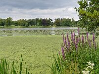 GB, Kent, Sevenoaks, Hever Castle Castle & Gardens 7, Saxifraga-Tom Heijnen