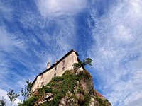 SLO, Gorenjska, Bled 6, Saxifraga-Hans Dekker