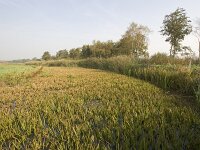 NL, Groningen, Midden-Groningen, Woudbloem 2, Saxifraga-Jaap Schelvis : Groningen, Woudbloem