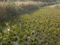 NL, Groningen, Midden-Groningen, Woudbloem 4, Saxifraga-Jaap Schelvis : Groningen, Woudbloem