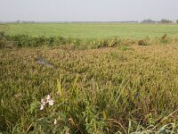 NL, Groningen, Midden-Groningen, Woudbloem 6, Saxifraga-Jaap Schelvis : Groningen, Woudbloem