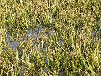 NL, Groningen, Midden-Groningen, Woudbloem 8, Saxifraga-Jaap Schelvis : Groningen, Woudbloem