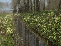 NL, Noord-Brabant, Boxtel, Bundersdijk 1, Saxifraga-Willem van Kruijsbergen