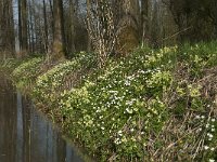 NL, Noord-Brabant, Boxtel, Bundersdijk 3, Saxifraga-Willem van Kruijsbergen