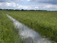 NL, Noord-Brabant, Drimmelen, Polder Kwestieus 5, Saxifraga-Willem van Kruijsbergen