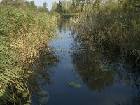 NL, Noord-Brabant, Werkendam, Kornsche Boezem 12, Saxifraga-Jan van der Straaten