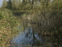 NL, Noord-Brabant, Werkendam, Kornsche Boezem 14, Saxifraga-Jan van der Straaten