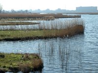 NL, Noord-Holland, Oostzaan, Polder Oostzaan 12, Saxifraga-Marijke Verhagen