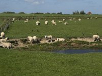 NL, Noord-Holland, Texel, De Hooge Berg 7, Saxifraga-Jan van der Straaten