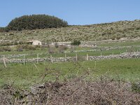E, Avila, Navarradonda de Gredos 9, Saxifraga-Willem van Kruijsbergen