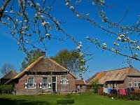 NL, Drenthe, De Wolden, Ruinen, Ruinerwold, Larijweg 3, Saxifraga-Hans Dekker