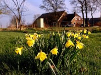 NL, Drenthe, De Wolden, Ruinerwold 5, Saxifraga-Hans Dekker