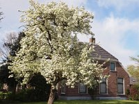 NL, Drenthe, De Wolden, Ruinerwold 6, Saxifraga-Hans Dekker