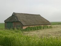 NL, Friesland, Noardeast-Fryslan, Anjum 3, Saxifraga-Hans Boll