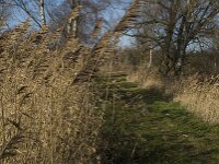 NL, Noord-Brabant, Bergeijk, Liskes Visvijver 2, Saxifraga-Marijke Verhagen