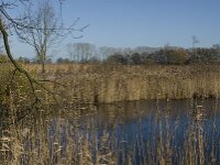 NL, Noord-Brabant, Bergeijk, Liskes Visvijver 3, Saxifraga-Marijke Verhagen
