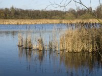 NL, Noord-Brabant, Bergeijk, Pastoorsweijer 2, Saxifraga-Jan van der Straaten