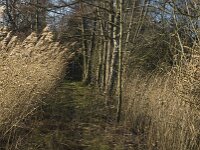 NL, Noord-Brabant, Bergeijk, Pastoorsweijer 4, Saxifraga-Jan van der Straaten