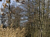 NL, Noord-Brabant, Bergeijk, Pastoorsweijer 5, Saxifraga-Jan van der Straaten