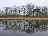 NL, Noord-Brabant, Valkenswaard, Visvijvers in Landgoed Valkenhorst 14, Saxifraga-Tom Heijnen