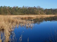 NL, Noord-Brabant, Valkenswaard, Visvijvers in Landgoed Valkenhorst 27, Saxifraga-Tom Heijnen