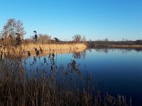 NL, Noord-Brabant, Valkenswaard, Visvijvers in Landgoed Valkenhorst 34, Saxifraga-Tom Heijnen