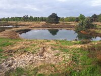 NL, Noord-Brabant, Valkenswaard, Visvijvers in Landgoed Valkenhorst 39, Saxifraga-Tom Heijnen