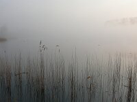 NL, Noord-Brabant, Valkenswaard, Visvijvers in Landgoed Valkenhorst 4, Saxifraga-Tom Heijnen