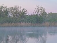 NL, Noord-Brabant, Valkenswaard, Visvijvers in Landgoed Valkenhorst 41, Saxifraga-Tom Heijnen