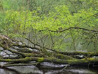 NL, Noord-Brabant, Valkenswaard, Visvijvers in Landgoed Valkenhorst 45, Saxifraga-Tom Heijnen