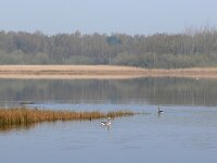 NL, Noord-Brabant, Valkenswaard, Visvijvers in Landgoed Valkenhorst 6, Saxifraga-Tom Heijnen