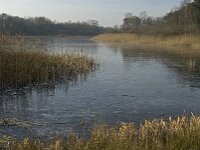 NL, Noord-Brabant, Valkenswaard, fishponds 1, Saxifraga-Jan van der Straaten