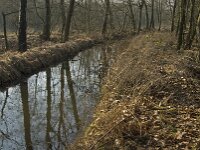 NL, Noord-Brabant, Valkenswaard, fishponds 11, Saxifraga-Jan van der Straaten